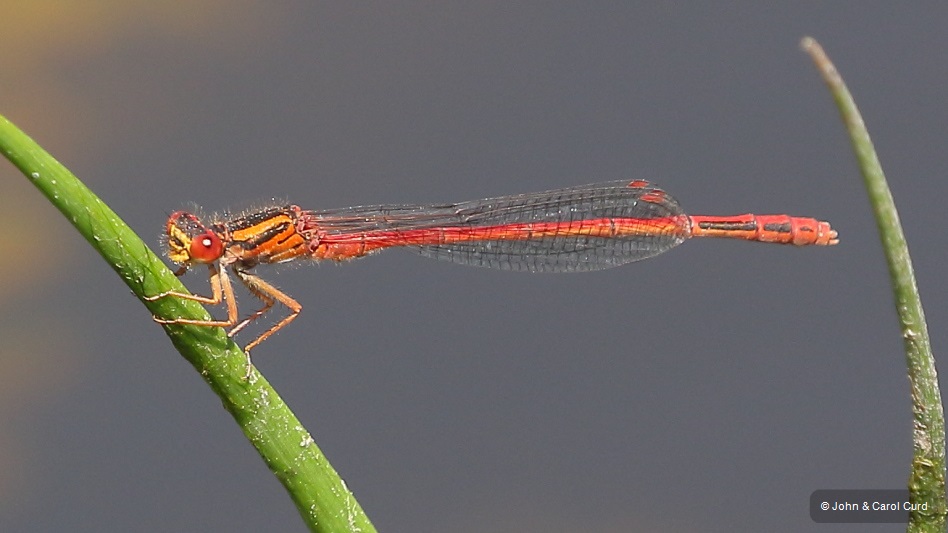 J17_4478 Xanthocnemis zealandica male.JPG